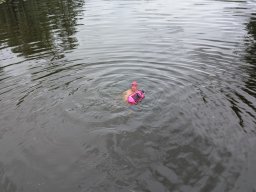 Mainschwimmen Juni 2026